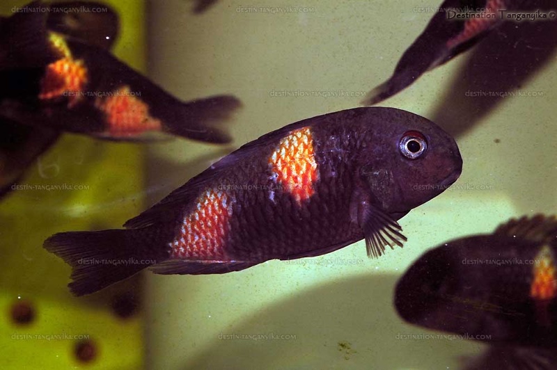 Tropheus sp. 'kirschfleck' Bulu Point